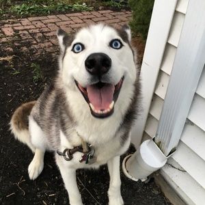 Meet your Posher, Tucker